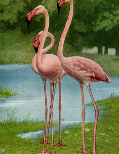 Florida Flamingoes